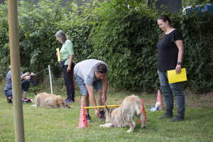 Plauschparcours und Ringtraining